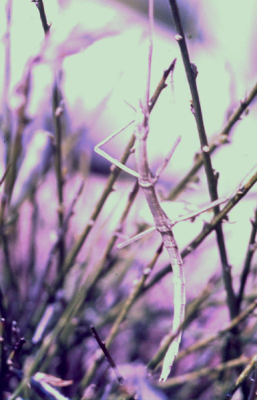Insetti stecco:     Clonopsis gallica